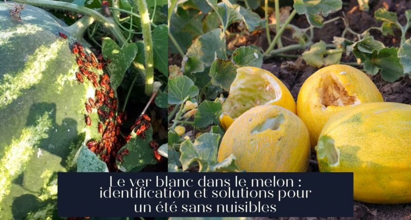 Le ver blanc dans le melon : identification et solutions pour un été sans nuisibles