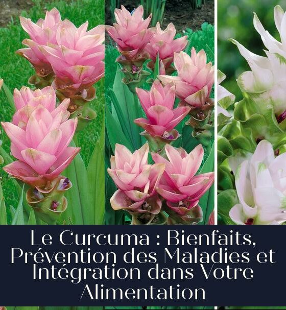 Le Curcuma : Bienfaits, Prévention des Maladies et Intégration dans Votre Alimentation