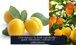 Découvrez le fruit mirabelle : goût, bienfaits, culture et utilisations.
