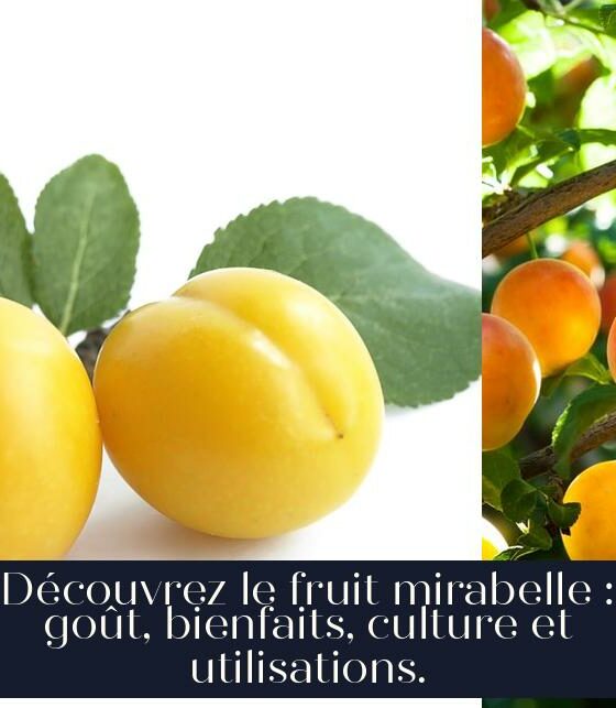Découvrez le fruit mirabelle : goût, bienfaits, culture et utilisations.