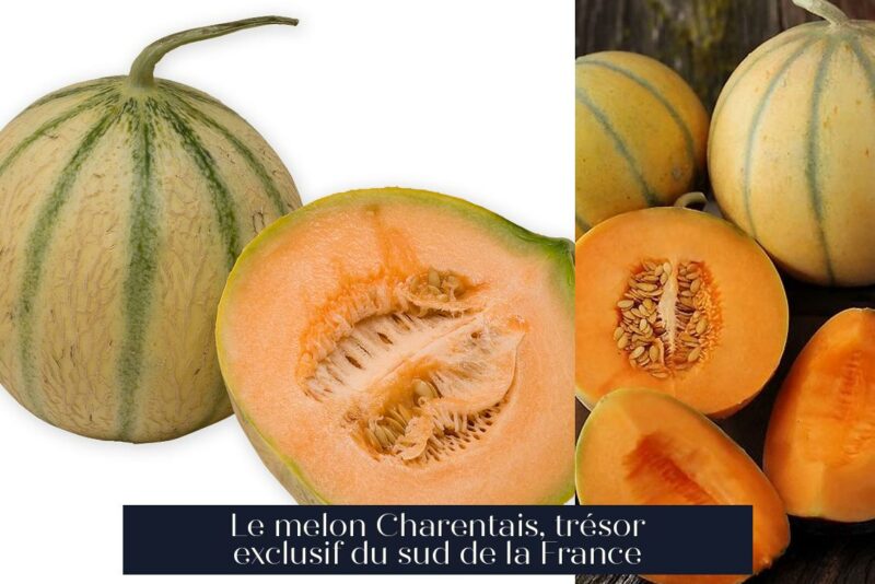 Le melon Charentais, trésor exclusif du sud de la France