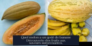Quel melon a un goût de banane Découverte des fruits aux saveurs surprenantes.