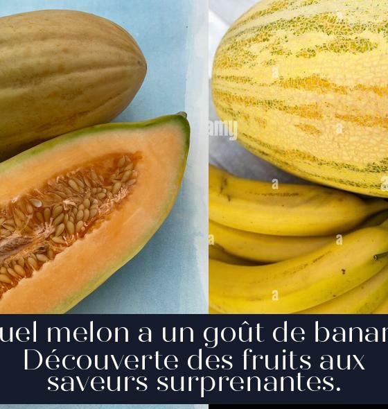 Quel melon a un goût de banane Découverte des fruits aux saveurs surprenantes.