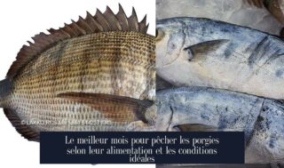 Le meilleur mois pour pêcher les porgies selon leur alimentation et les conditions idéales