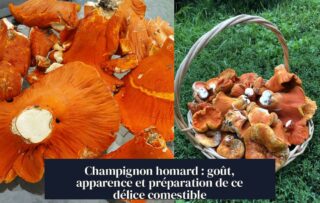 Champignon homard : goût, apparence et préparation de ce délice comestible