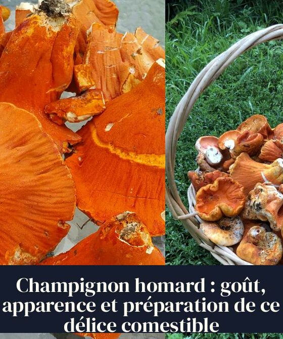 Champignon homard : goût, apparence et préparation de ce délice comestible