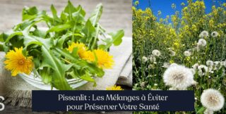 Pissenlit : Les Mélanges à Éviter pour Préserver Votre Santé