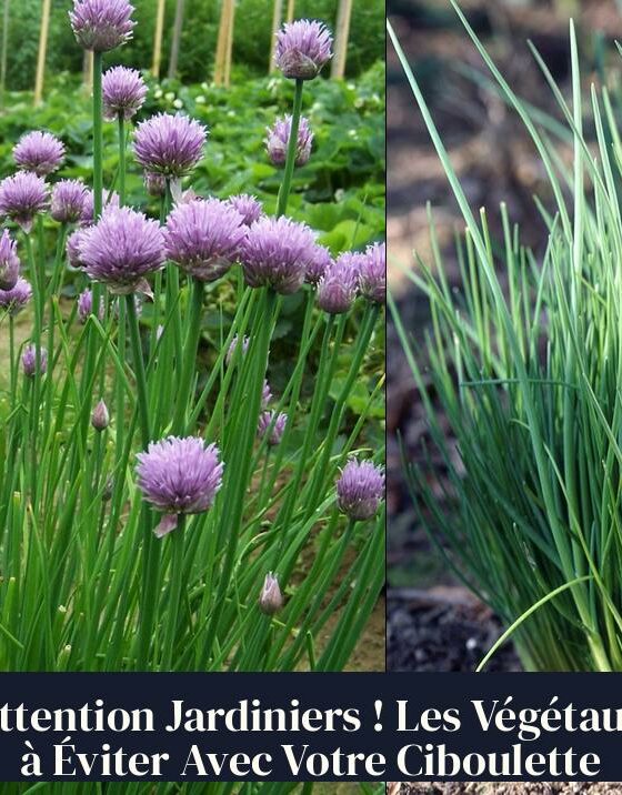 Attention Jardiniers ! Les Végétaux à Éviter Avec Votre Ciboulette