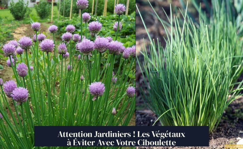 Attention Jardiniers ! Les Végétaux à Éviter Avec Votre Ciboulette