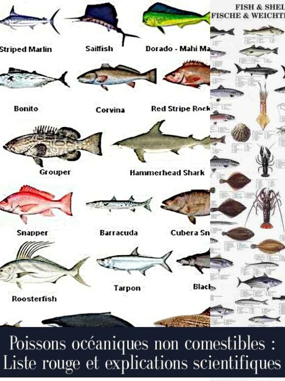 Poissons océaniques non comestibles : Liste rouge et explications scientifiques