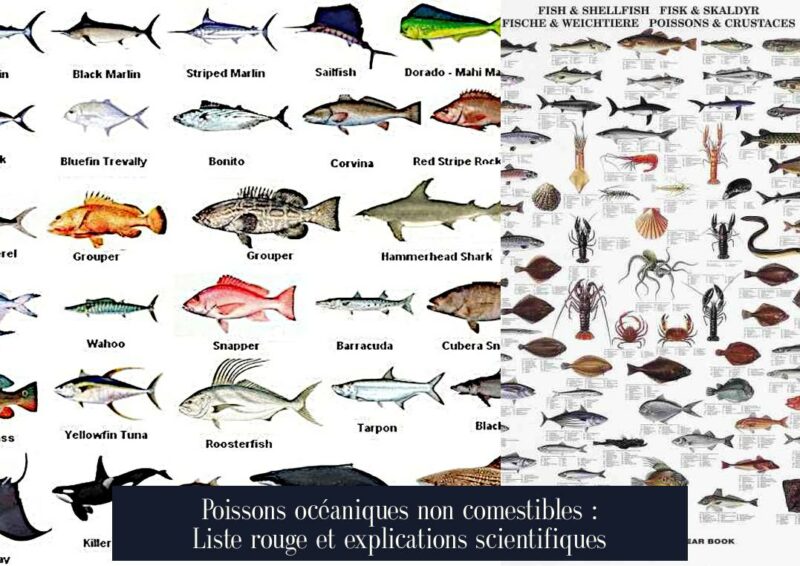 Poissons océaniques non comestibles : Liste rouge et explications scientifiques