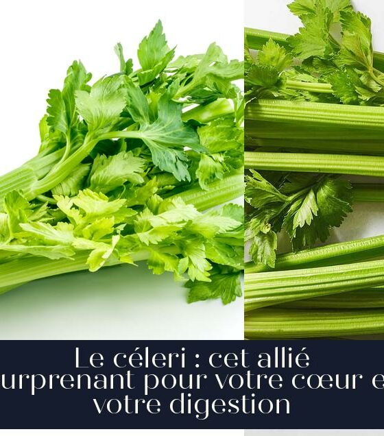 Le céleri : cet allié surprenant pour votre cœur et votre digestion