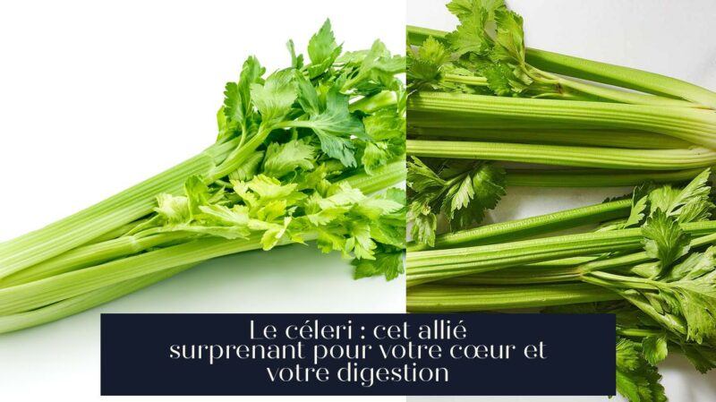 Le céleri : cet allié surprenant pour votre cœur et votre digestion