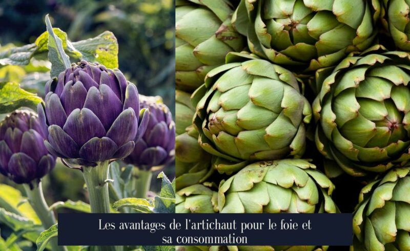 Les avantages de l'artichaut pour le foie et sa consommation