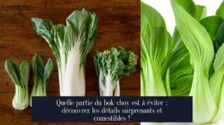 Quelle partie du bok choy est à éviter : découvrez les détails surprenants et comestibles !