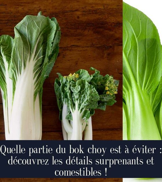 Quelle partie du bok choy est à éviter : découvrez les détails surprenants et comestibles !