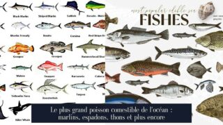 Le plus grand poisson comestible de l'océan : marlins, espadons, thons et plus encore
