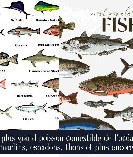 Le plus grand poisson comestible de l'océan : marlins, espadons, thons et plus encore