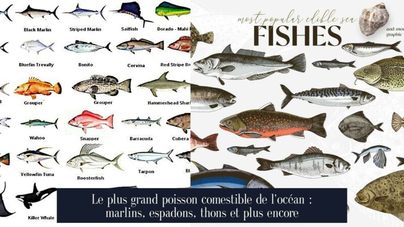 Le plus grand poisson comestible de l'océan : marlins, espadons, thons et plus encore