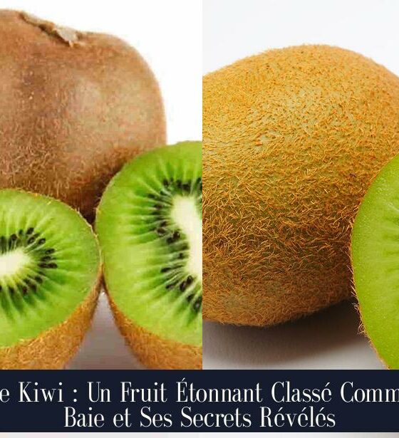 Le Kiwi : Un Fruit Étonnant Classé Comme Baie et Ses Secrets Révélés