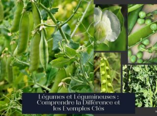 Légumes et Légumineuses : Comprendre la Différence et les Exemples Clés