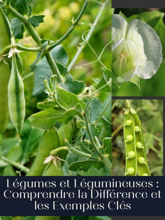 Légumes et Légumineuses : Comprendre la Différence et les Exemples Clés