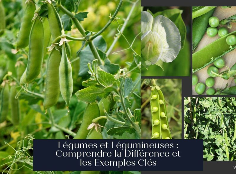 Légumes et Légumineuses : Comprendre la Différence et les Exemples Clés