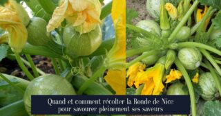 Quand et comment récolter la Ronde de Nice pour savourer pleinement ses saveurs