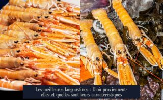 Les meilleures langoustines : D'où proviennent-elles et quelles sont leurs caractéristiques