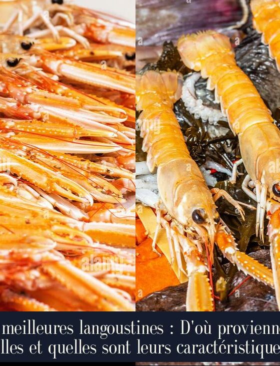 Les meilleures langoustines : D'où proviennent-elles et quelles sont leurs caractéristiques