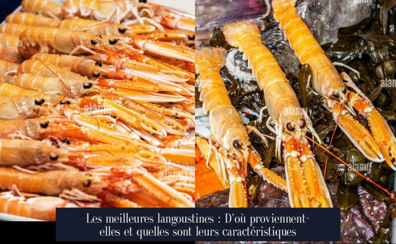 Les meilleures langoustines : D'où proviennent-elles et quelles sont leurs caractéristiques