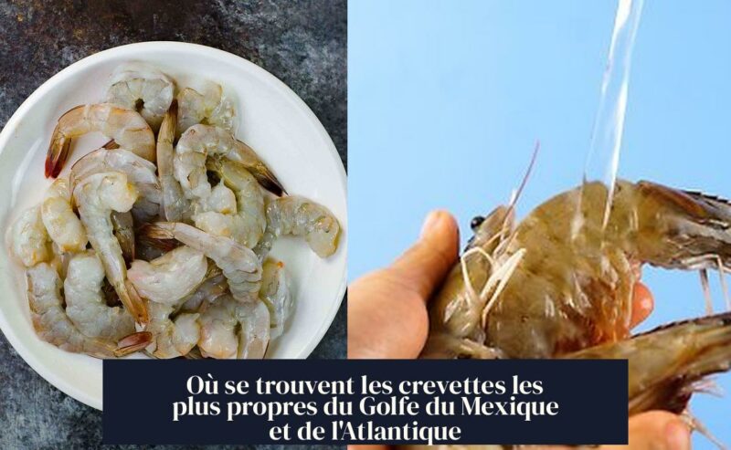 Où se trouvent les crevettes les plus propres du Golfe du Mexique et de l'Atlantique