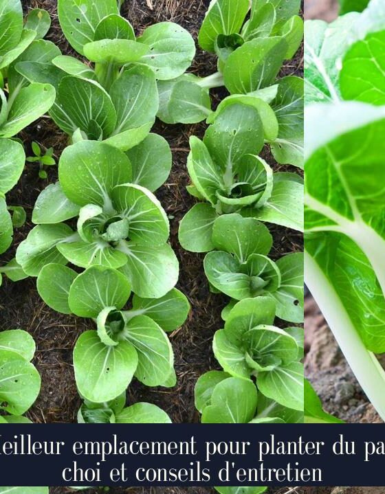 Meilleur emplacement pour planter du pak choi et conseils d'entretien