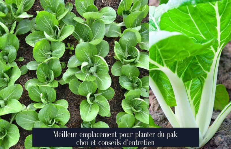 Meilleur emplacement pour planter du pak choi et conseils d'entretien