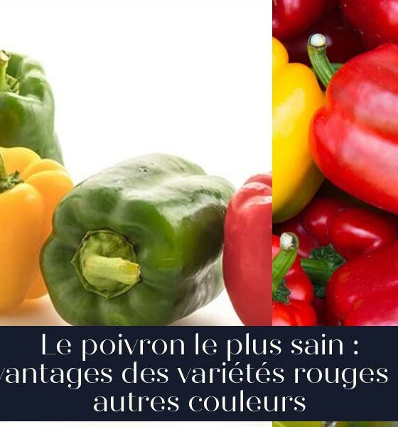 Le poivron le plus sain : avantages des variétés rouges et autres couleurs