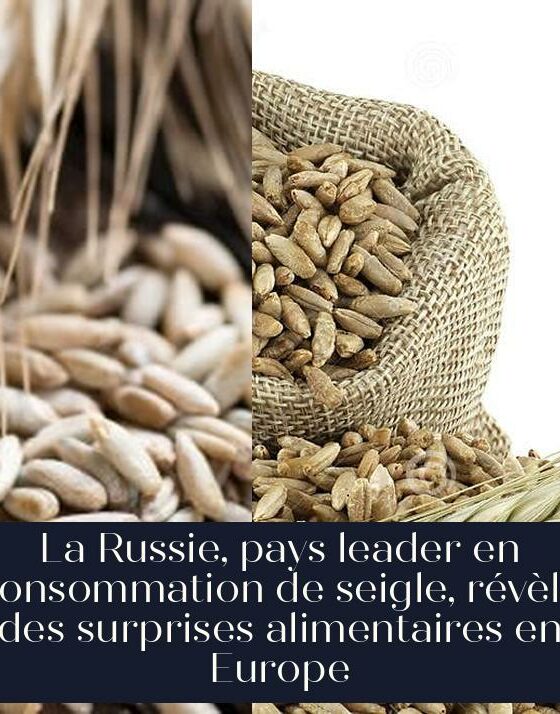 La Russie, pays leader en consommation de seigle, révèle des surprises alimentaires en Europe