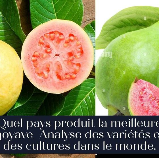 Quel pays produit la meilleure goyave Analyse des variétés et des cultures dans le monde.