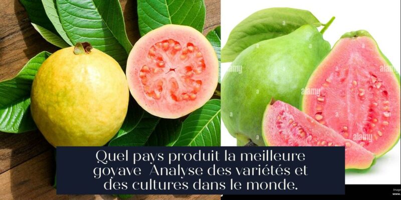 Quel pays produit la meilleure goyave Analyse des variétés et des cultures dans le monde.