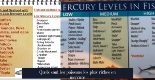Quels sont les poissons les plus riches en mercure