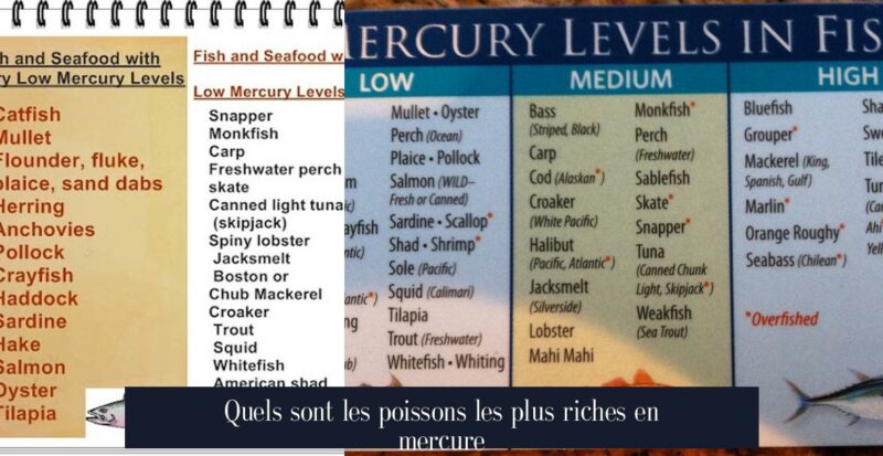 Quels sont les poissons les plus riches en mercure