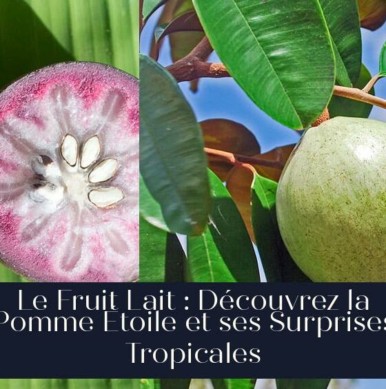 Le Fruit Lait : Découvrez la Pomme Étoile et ses Surprises Tropicales