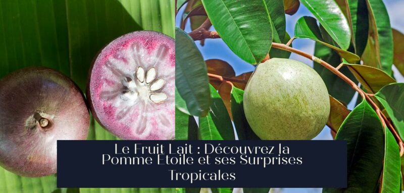 Le Fruit Lait : Découvrez la Pomme Étoile et ses Surprises Tropicales