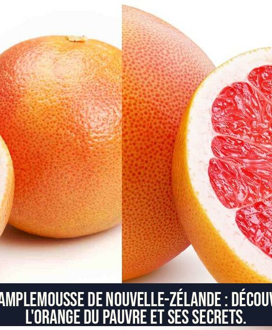 Le pamplemousse de Nouvelle-Zélande : découvrez l'orange du pauvre et ses secrets.