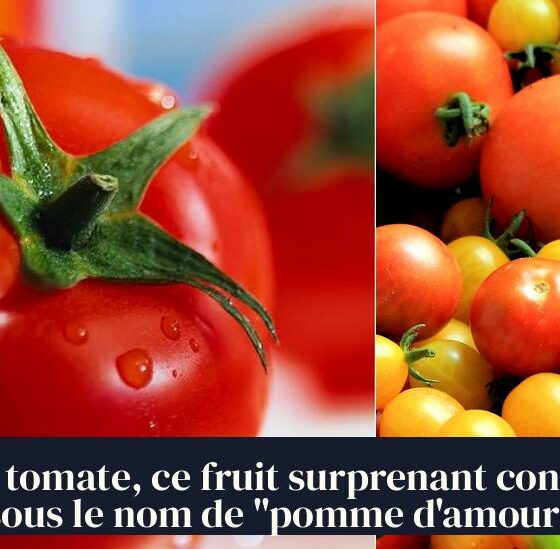 La tomate, ce fruit surprenant connu sous le nom de "pomme d'amour"