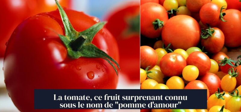La tomate, ce fruit surprenant connu sous le nom de "pomme d'amour"