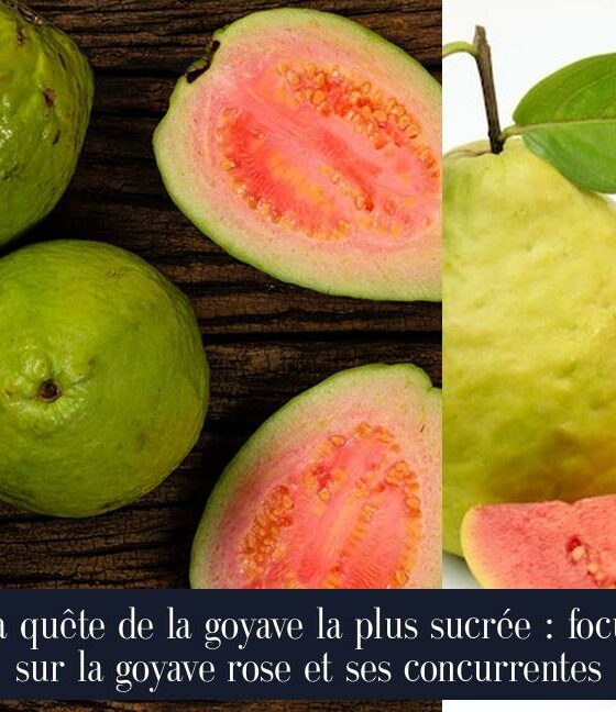 La quête de la goyave la plus sucrée : focus sur la goyave rose et ses concurrentes