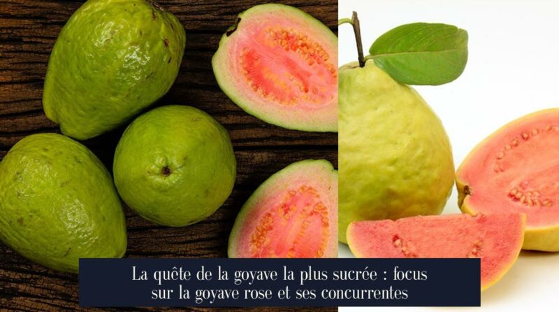 La quête de la goyave la plus sucrée : focus sur la goyave rose et ses concurrentes