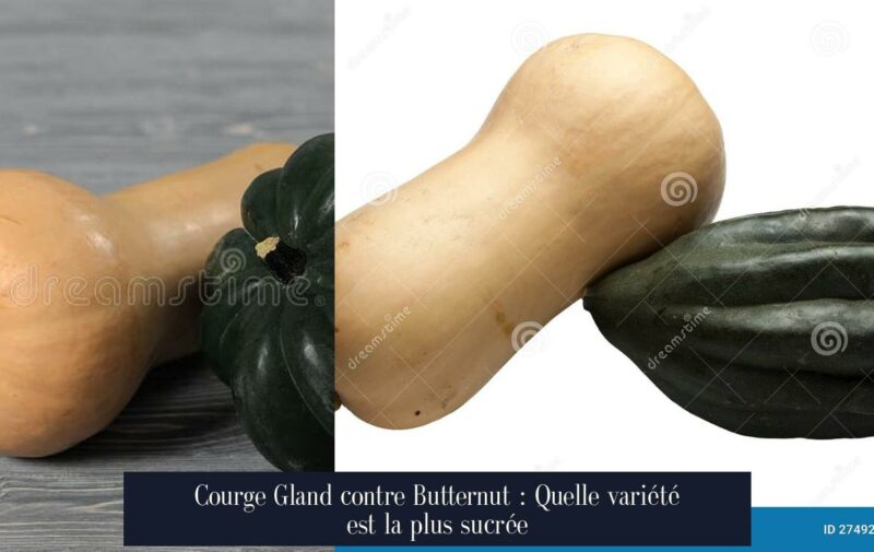 Courge Gland contre Butternut : Quelle variété est la plus sucrée