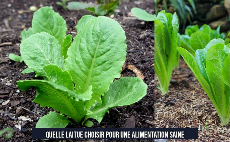 Quelle laitue choisir pour une alimentation saine