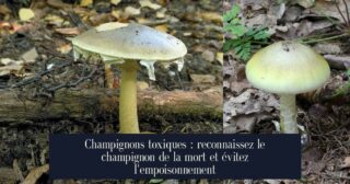 Champignons toxiques : reconnaissez le champignon de la mort et évitez l'empoisonnement